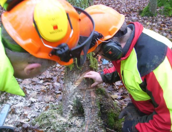 Lehrgänge der Mobilen Waldbauernschule Saarland 2023/2024