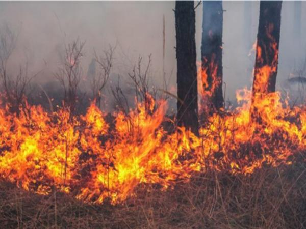 Waldbrand