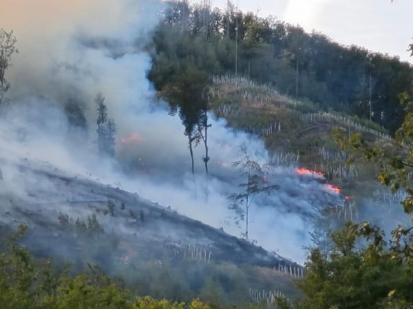 Wissen zum Thema Waldbrand