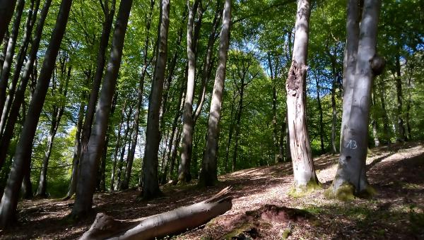 BMEL bringt Förderprogramm über 900 Millionen Euro für Wald auf den Weg