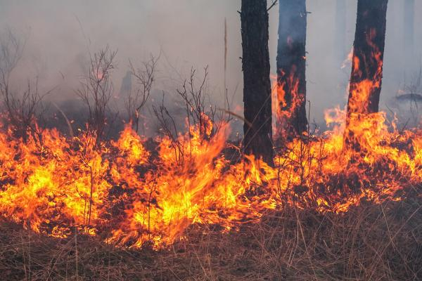 Waldbrand- und Haftpflichtversicherung